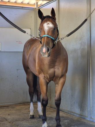 HorseID: 2317781 Price reduction ~ A Radiant Machine - PhotoID: 1104642