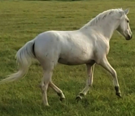 HorseID: 2317867 Demelza - PhotoID: 1104760