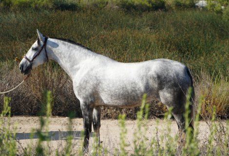 Altanera (Andalusian / PRE, Mare) in Corona, CA