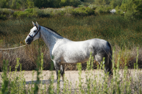 HorseID: 2317903 Altanera - PhotoID: 1107700
