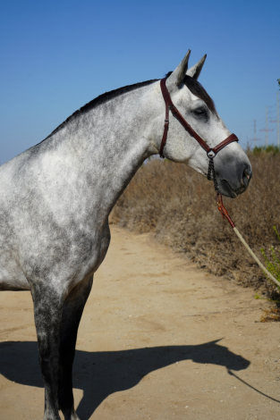 HorseID: 2317903 Altanera - PhotoID: 1107701