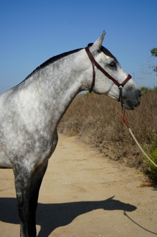 HorseID: 2317903 Altanera - PhotoID: 1107702