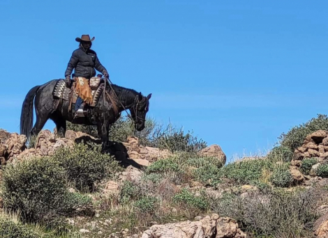 HorseID: 2318005 One Roan Dulce 101 - PhotoID: 1104977