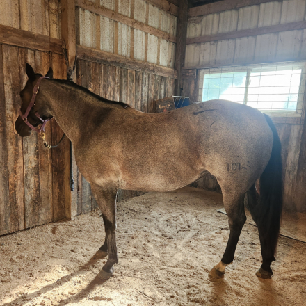 HorseID: 2318005 One Roan Dulce 101 - PhotoID: 1104980