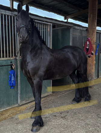 HorseID: 2318570 Maverick - PhotoID: 1107514