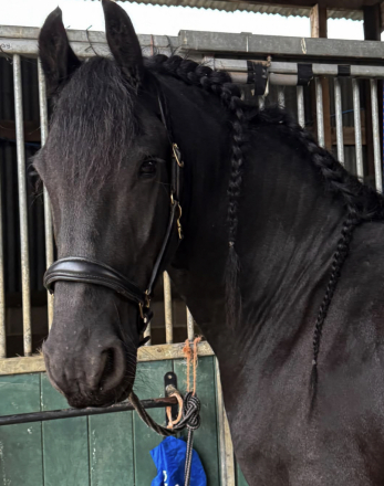 HorseID: 2318570 Maverick - PhotoID: 1107515