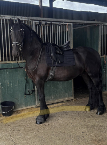 HorseID: 2318570 Maverick - PhotoID: 1107516