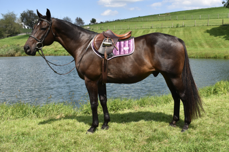 HorseID: 2318711 Catemaco - PhotoID: 1108864