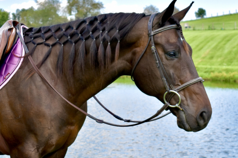 HorseID: 2318711 Catemaco - PhotoID: 1108865