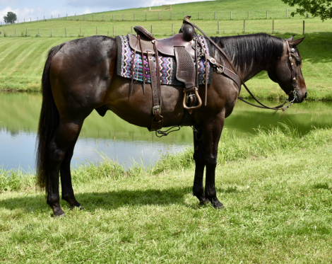 HorseID: 2318711 Catemaco - PhotoID: 1108866