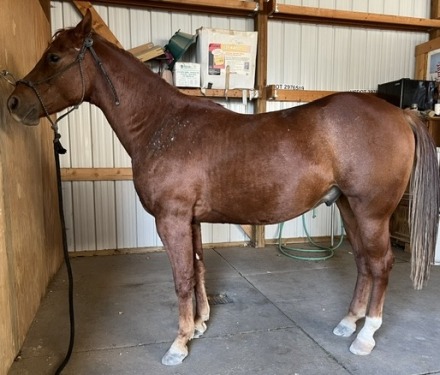 HorseID: 2318874 HOLLYWOOD HOOEY - PhotoID: 1108950