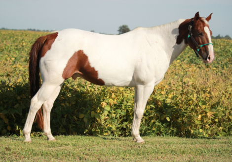 HorseID: 2319041 Buddy - PhotoID: 1106282