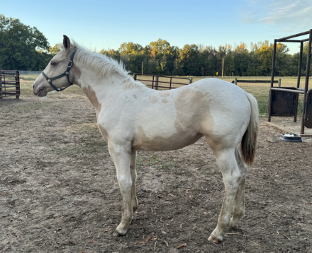 HorseID: 2319101 Tributes Sweet Champagne - PhotoID: 1106366
