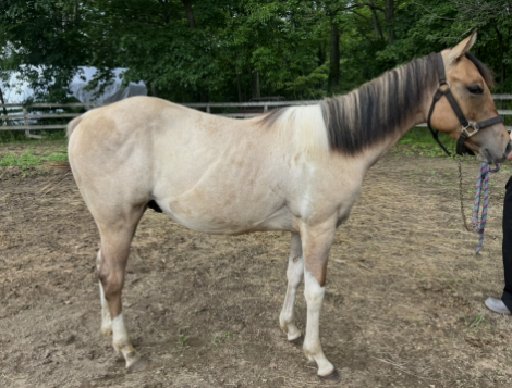 HorseID: 2319403 Peanut - PhotoID: 1108055