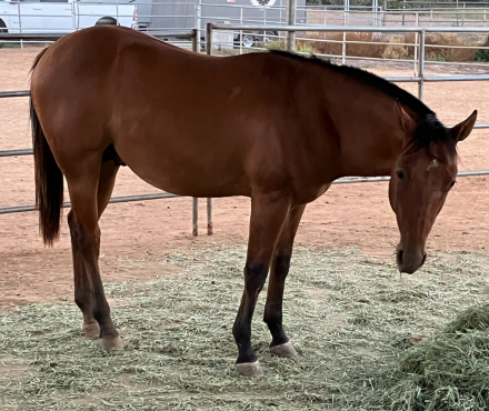 HorseID: 2319653 Just Some Motion - PhotoID: 1107894