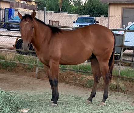 HorseID: 2319653 Just Some Motion - PhotoID: 1107895