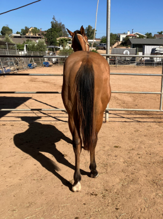 HorseID: 2319653 Just Some Motion - PhotoID: 1107896