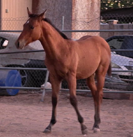 HorseID: 2319653 Just Some Motion - PhotoID: 1107897