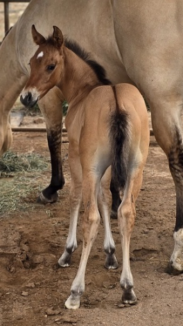 HorseID: 2319653 Just Some Motion - PhotoID: 1107931