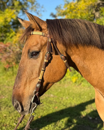 HorseID: 2319665 DC MISTER BAILEY BAR - PhotoID: 1107869