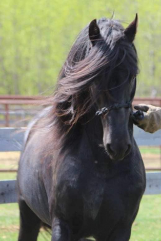 HorseID: 2319783 Cruise N Fast - PhotoID: 1107182