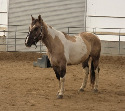 HorseID: 2319845 Summer Risky Heiress - PhotoID: 1107255