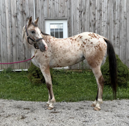 HorseID: 2319861 Penelope - PhotoID: 1107425