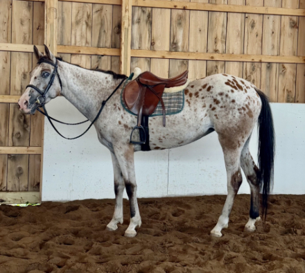 HorseID: 2319861 Penelope - PhotoID: 1107426