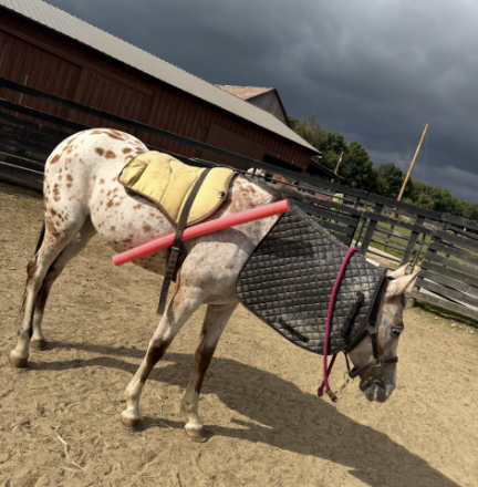 HorseID: 2319861 Penelope - PhotoID: 1107427
