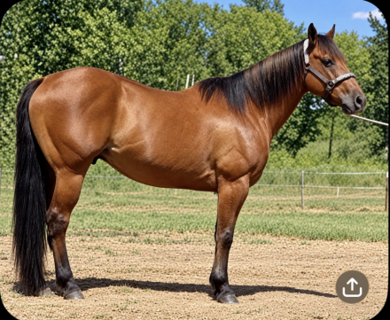 HorseID: 2319910 Super Broke Safe Buckskin Gelding - PhotoID: 1107361