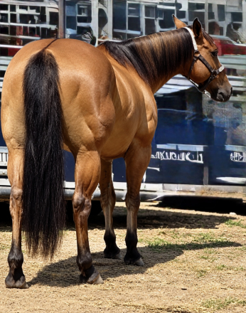 HorseID: 2319910 Super Broke Safe Buckskin Gelding - PhotoID: 1107363
