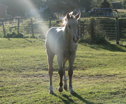 HorseID: 2319913 Twin Pine Midnight Ryder - PhotoID: 1107366