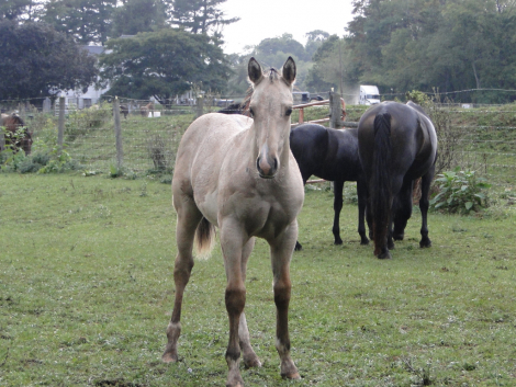 HorseID: 2319913 Twin Pine Midnight Ryder - PhotoID: 1107367