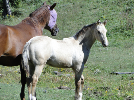 HorseID: 2319913 Twin Pine Midnight Ryder - PhotoID: 1107368