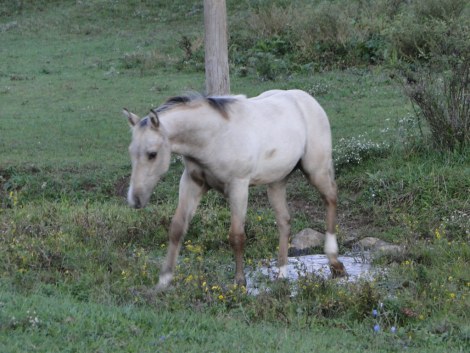 HorseID: 2319913 Twin Pine Midnight Ryder - PhotoID: 1107369