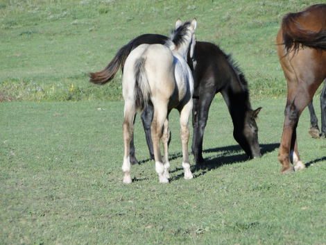HorseID: 2319913 Twin Pine Midnight Ryder - PhotoID: 1107370
