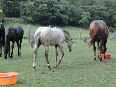 HorseID: 2319913 Twin Pine Midnight Ryder - PhotoID: 1107371