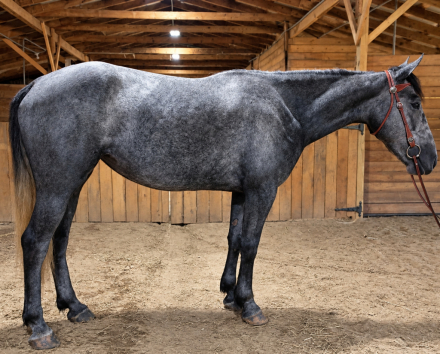 HorseID: 2319918 Empress - PhotoID: 1107373