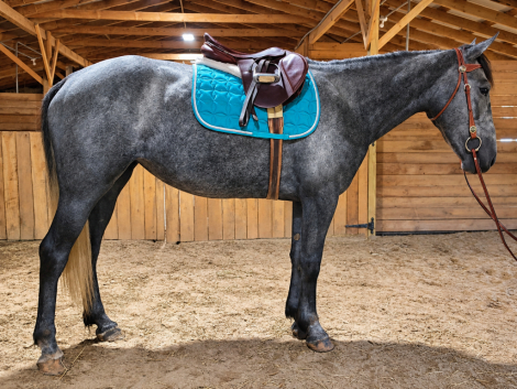 HorseID: 2319918 Empress - PhotoID: 1107374