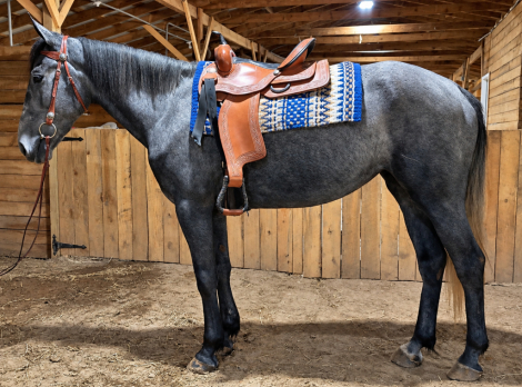 HorseID: 2319918 Empress - PhotoID: 1107375