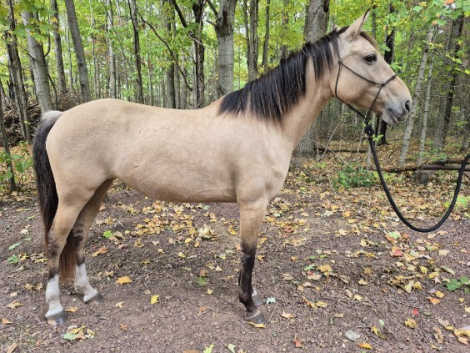 Shelly (Mustang, Mare) in Maple, WI