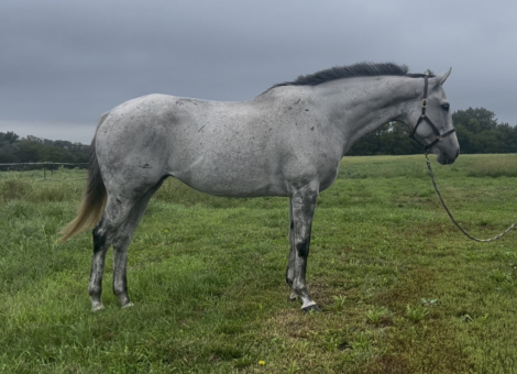 Thoroughbred (Thoroughbred, Mare) in Norwalk, IA