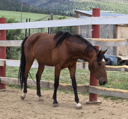 Lusitano (Lusitano, Mare) in Levan, UT