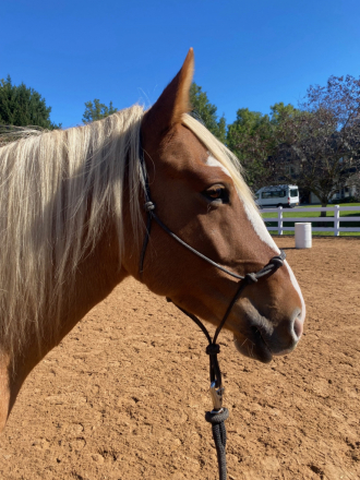 Faith (Mustang, Mare) in Honeoye Falls, NY