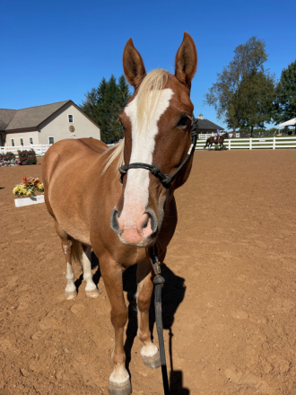 HorseID: 2319934 Faith - PhotoID: 1107395
