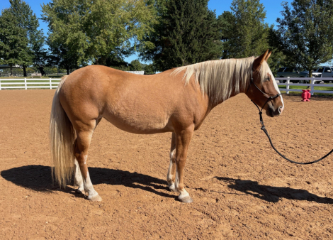 HorseID: 2319934 Faith - PhotoID: 1107396