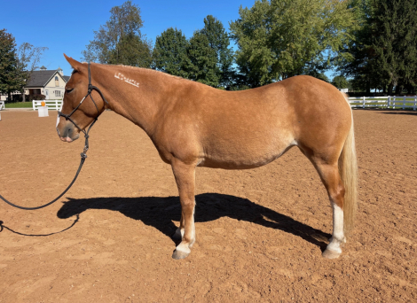 HorseID: 2319934 Faith - PhotoID: 1107397