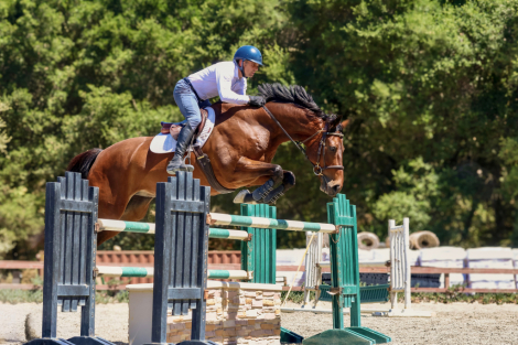 HorseID: 2319937 Master Chance - PhotoID: 1107398