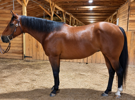 Aspen (Quarter Horse, Mare) in Dobson, NC