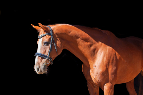 HorseID: 2319946 Billy The Kid II WF - PhotoID: 1107449